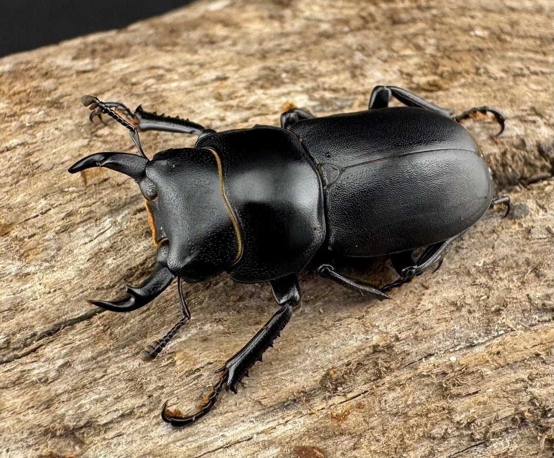 【WD】《ダビディスコクワガタ 24mm ペア》