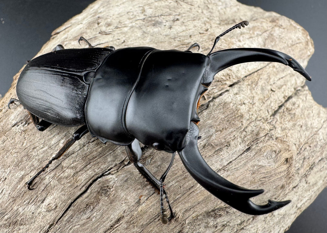 【WD】《ミンダナオパリーオオクワ キダパワン産 70mm ペア》