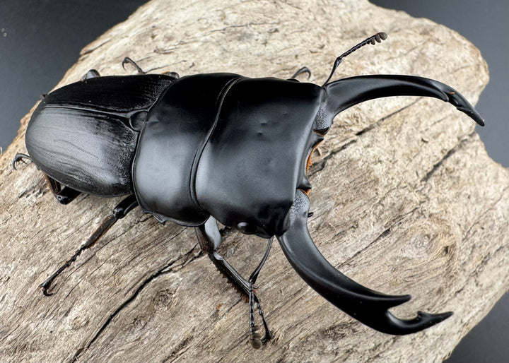 【WD】《ミンダナオパリーオオクワ キダパワン産 70mm ペア》