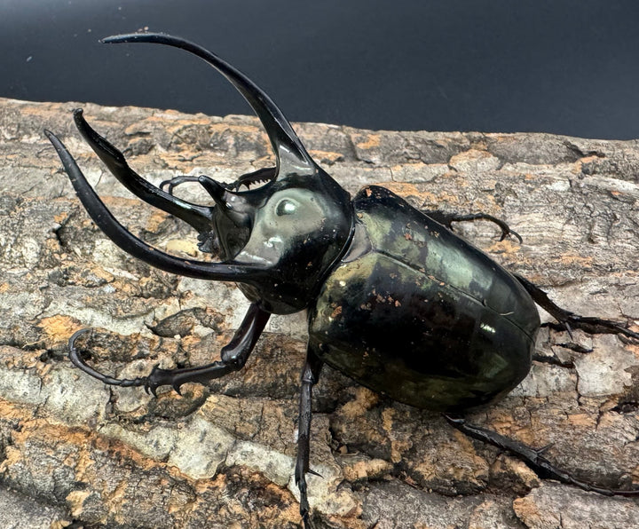 【WD】《ミンダナオアトラスオオカブト 95mm ペア》