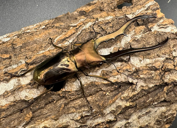 【WD】《メタリフェルホソアカ 87.5mm ペア》