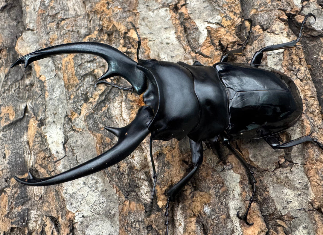 【WD】《インターメディアツヤクワガタ ネグロス産 96.5mm ペア》