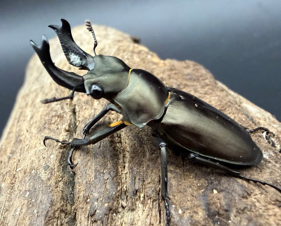 【WD】2025新種オニクワガタ《Prismognathus zhihongi 36mm ペア》