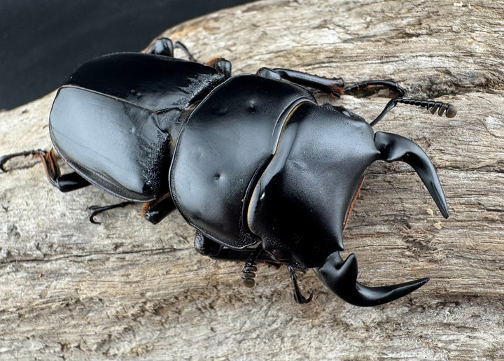 《インドグランディスオオクワ 54mm ♂単》