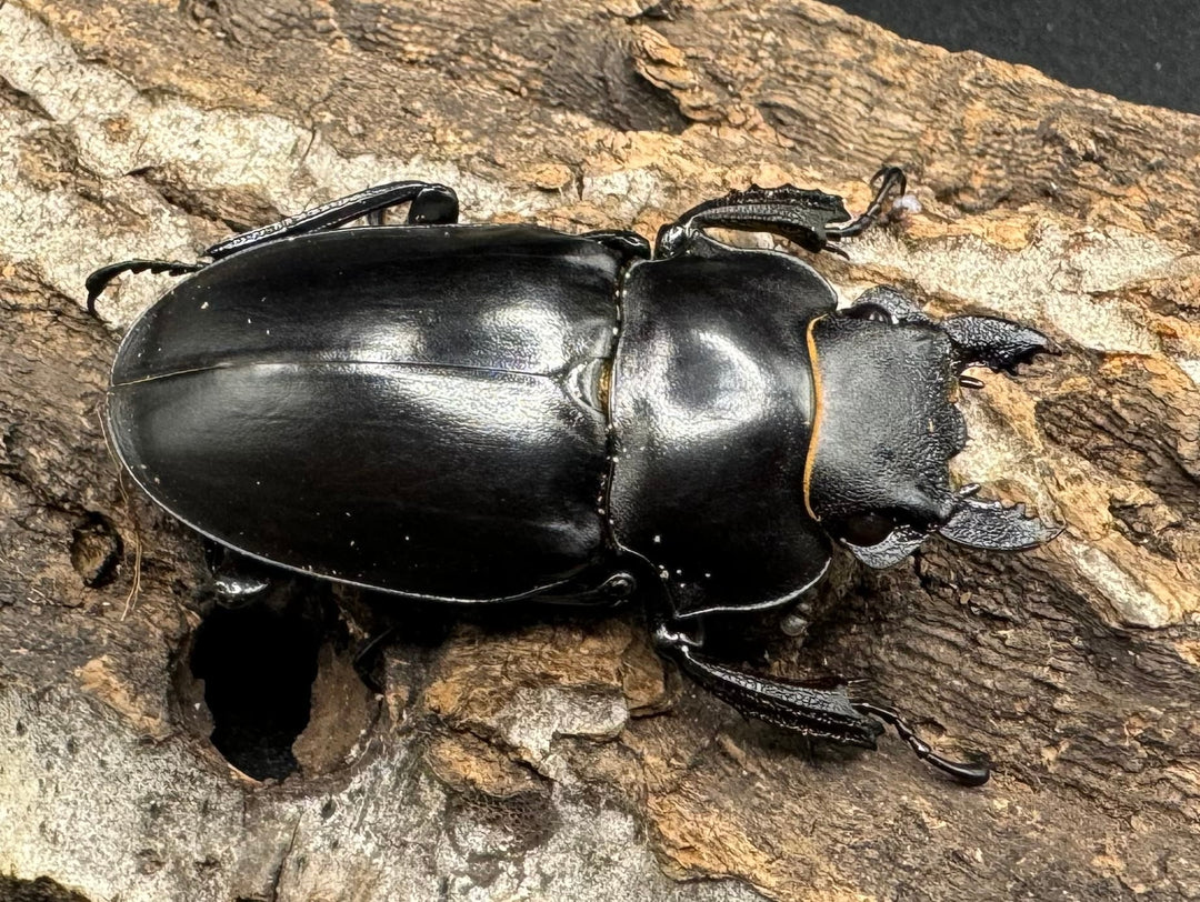 【WD】大型長歯《アルケスツヤクワガタ 89mm ペア》