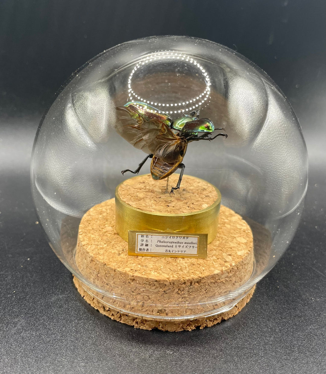 インテリア標本《ニジイロクワガタ♀》