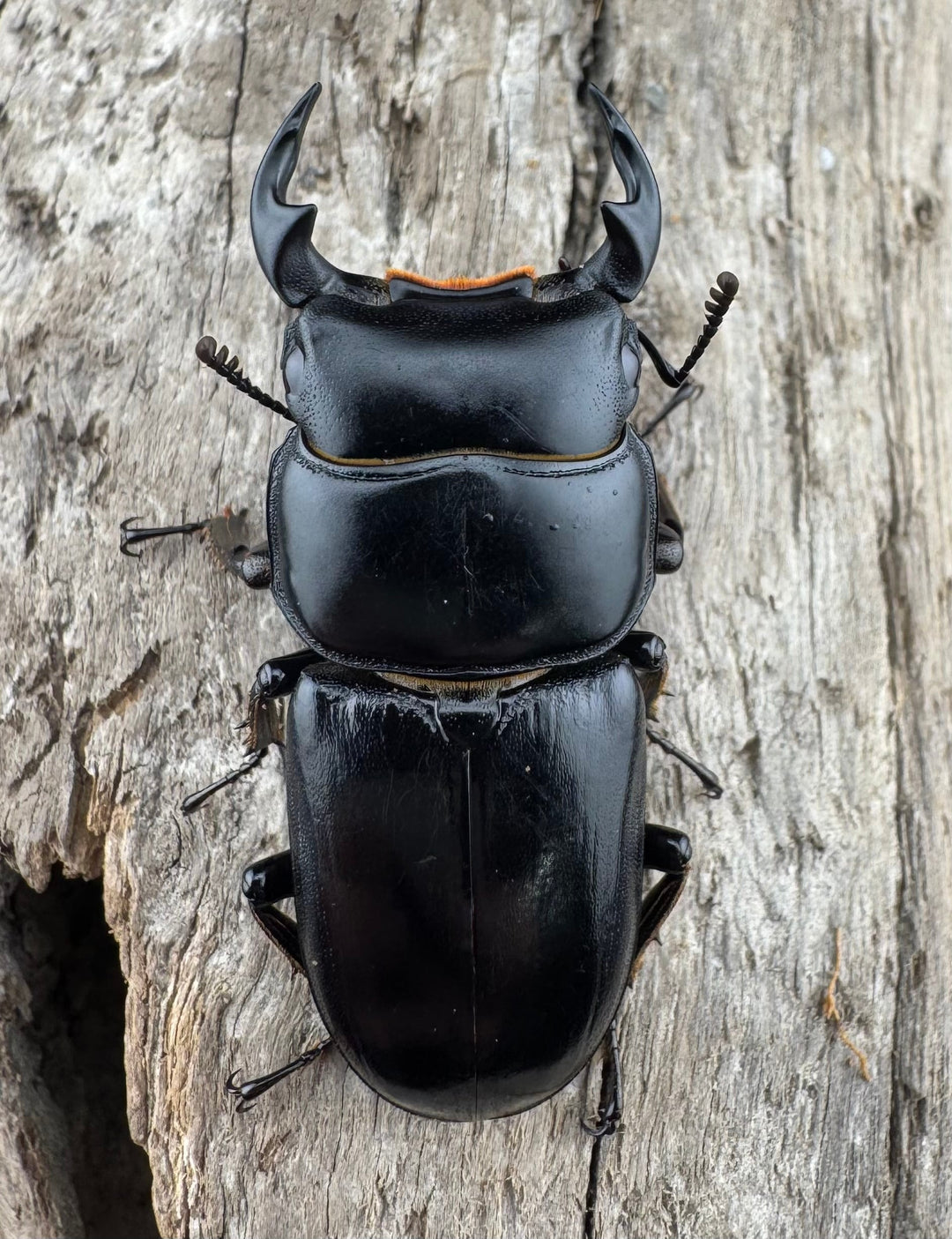 【WD】《ドルクスヤクシャ原名亜種 チベット産 41mm ♂♀♀トリオ》