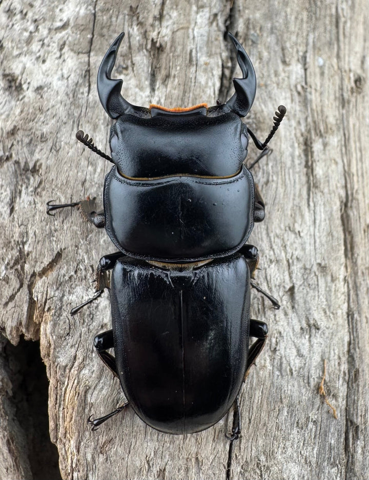 【WD】《ドルクスヤクシャ原名亜種 チベット産 41mm ♂♀♀トリオ》