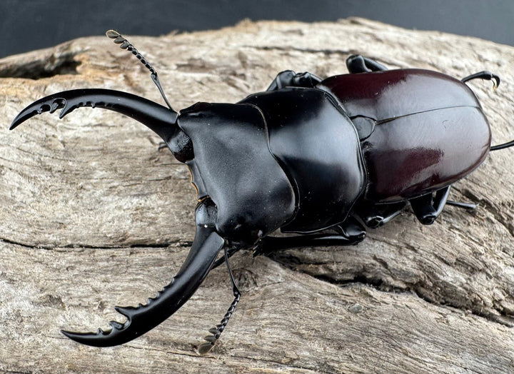 【WD】《アローコクワ原名亜種 臨滄市産 56mm ペア》