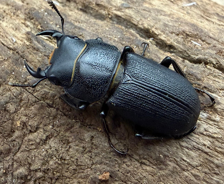 【WD】《ドルクス zhouchaoi（メンシウス ssp.） 21mm ペア》