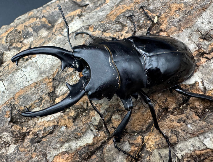 【WD】《ベリコサツヤクワガタ 86mm A’品ペア》