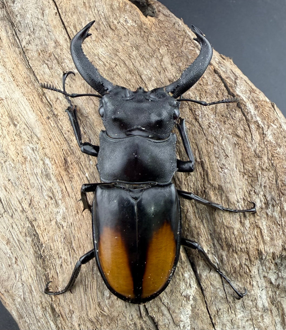 【WD】《セアカフタマタ（パリーフタマタ） 68mm ペア》