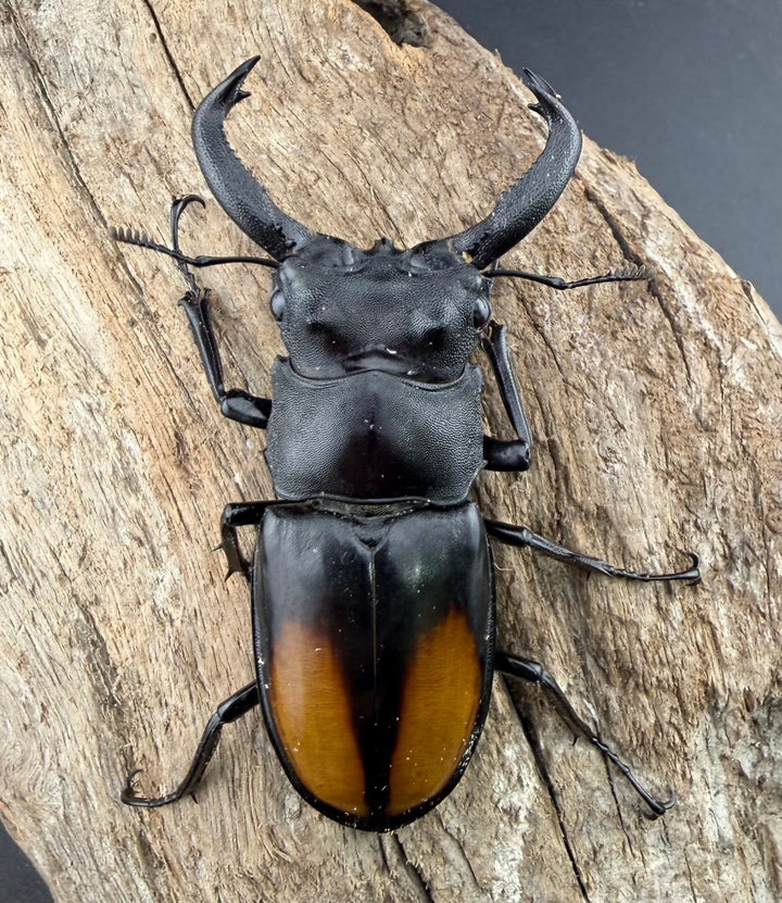 【WD】《セアカフタマタ（パリーフタマタ） 68mm ペア》