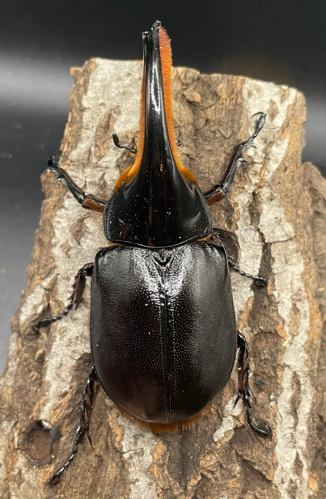 《サタンオオカブト 97mm ペア》