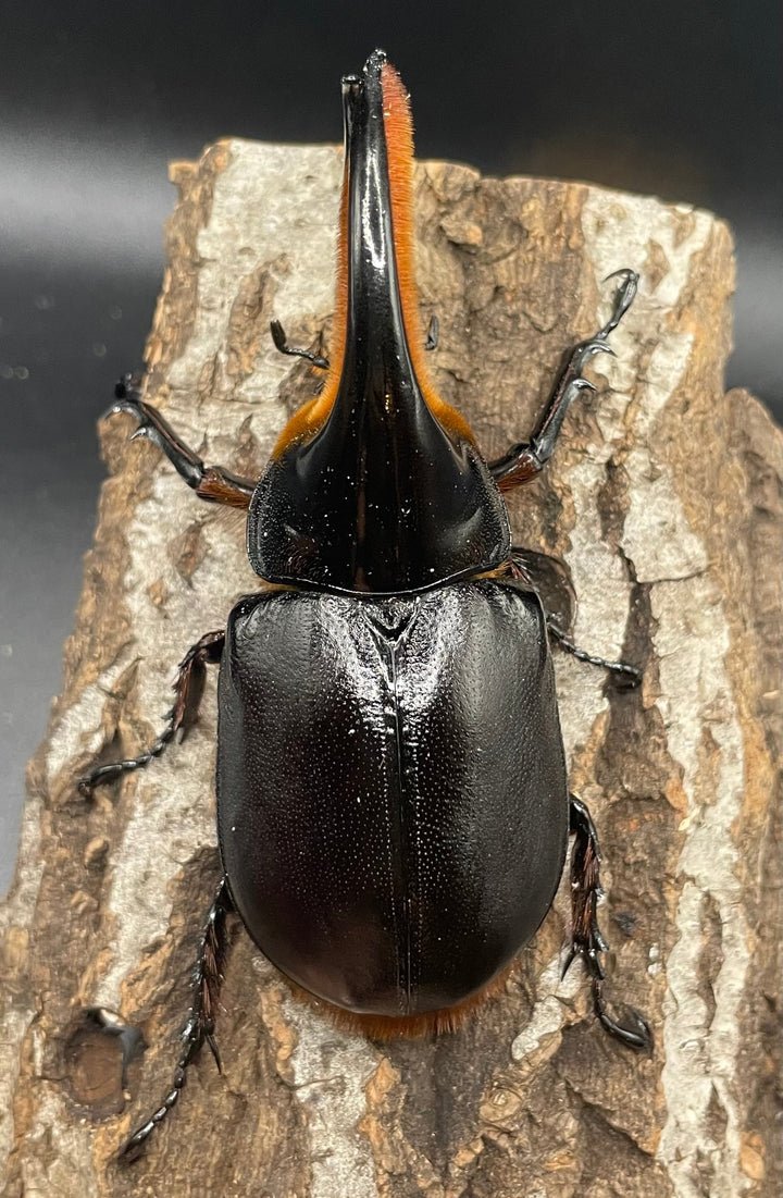 《サタンオオカブト 97mm ペア》