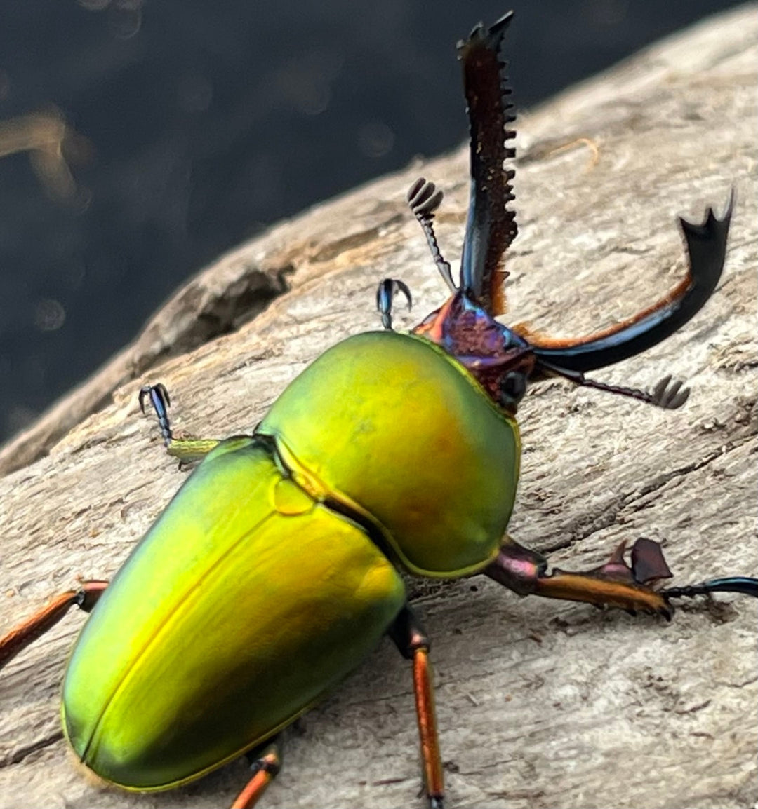 【WD】《パプアキンイロクワガタ アルファック産 35mm ペア》