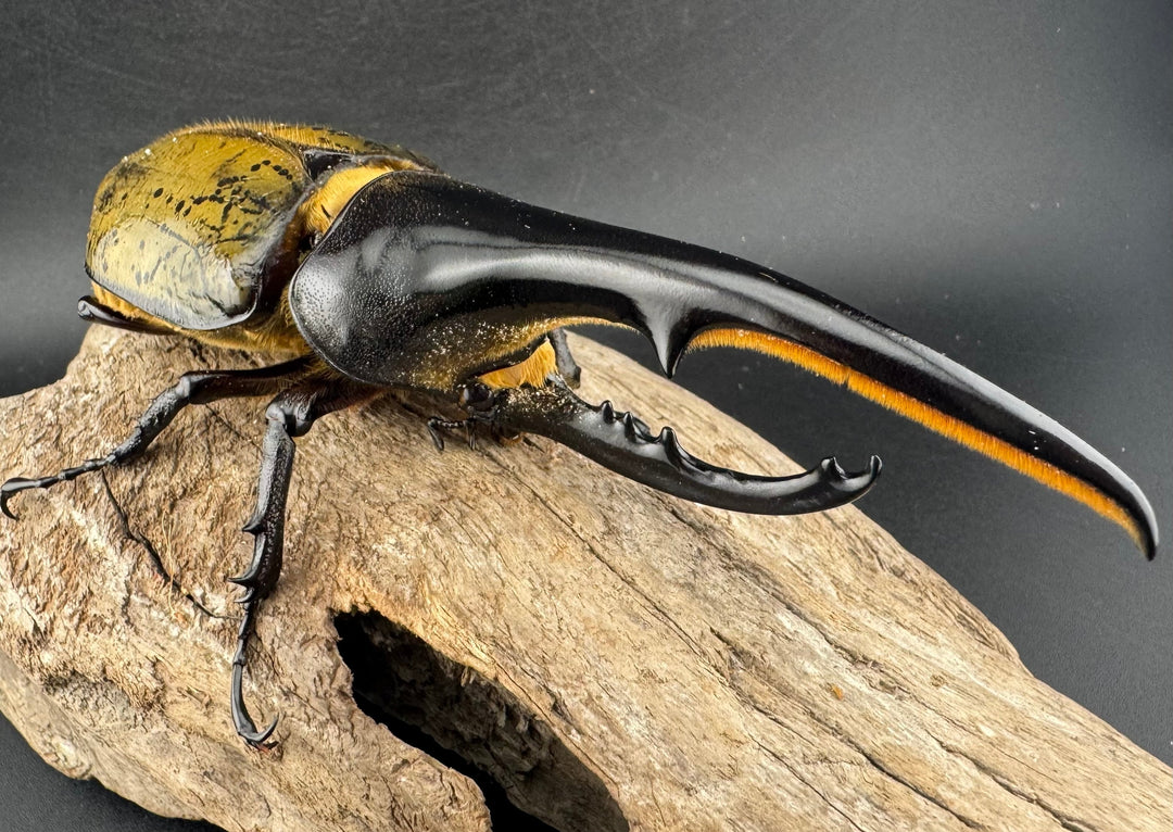 《ヘラクレス・ヘラクレス 137mm ペア》