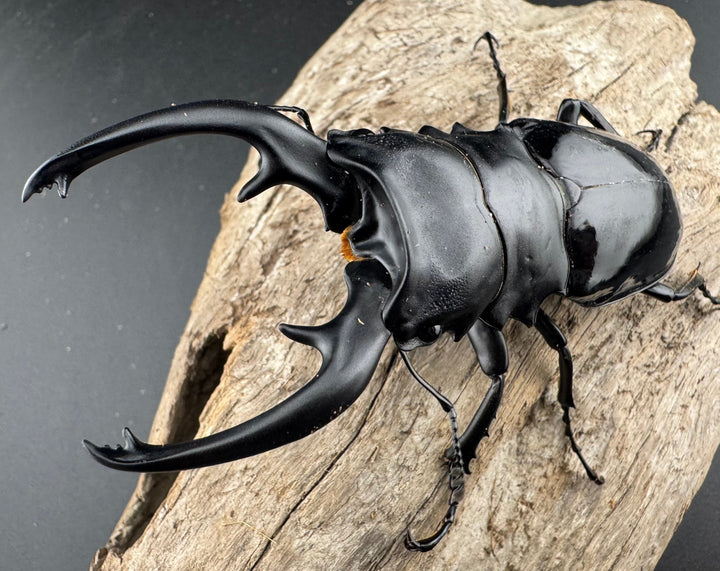 【WD】良型《インターメディアツヤクワガタ バタラザ産 92mm ペア》