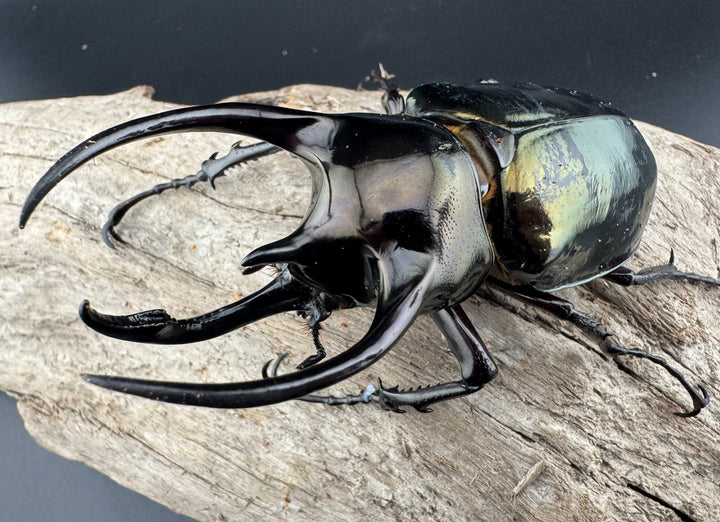 【WD】《ミンダナオアトラスオオカブト キダパワン産 87mm A'品ペア》