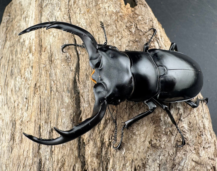 【WD】《ウエストウッディ亜種カズミアエ 雲南省産 69mm ペア》