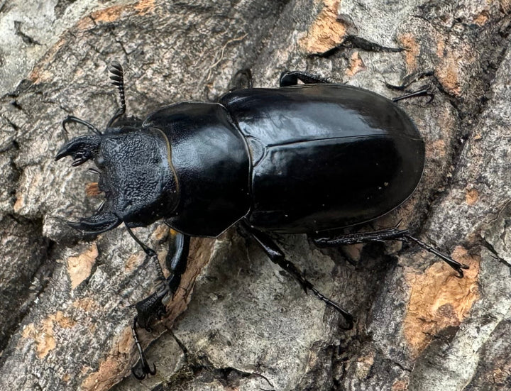 【WD】《チェンミヤマ メトク産 37mm ♀単》