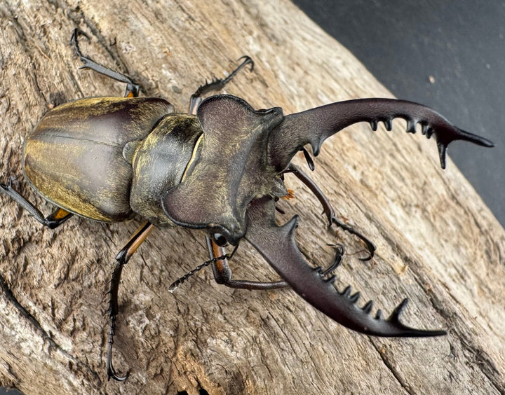 【WD】《ディボウスキーミヤマ原名亜種（チョウセンミヤマ） 遼寧省産 60mm ペア》