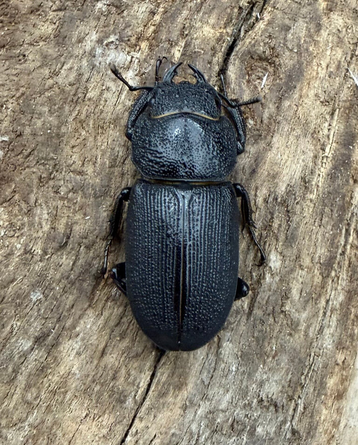 【WD】《ドルクス zhouchaoi（メンシウス ssp.） 21mm ペア》
