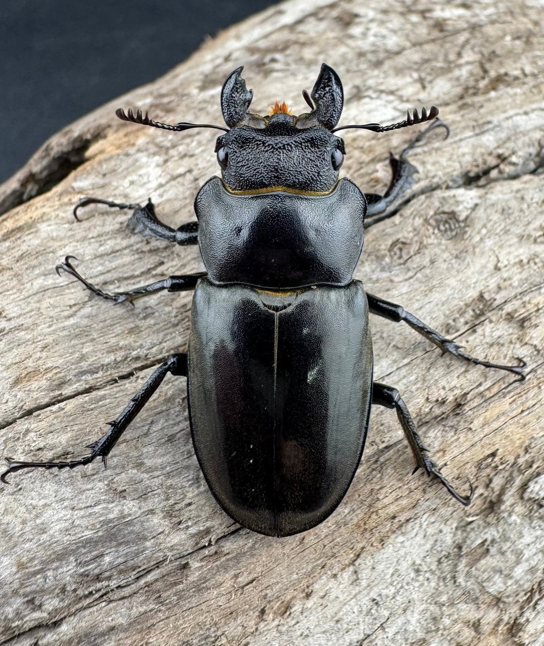 【WD】《ツェンワンラオシャンミヤマ 34mm ♀単》