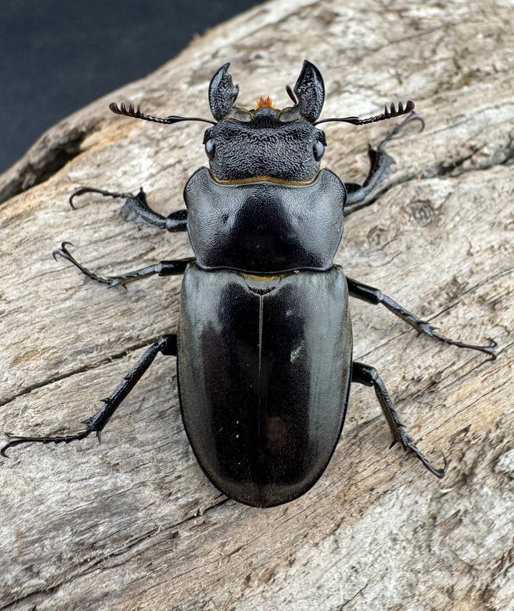 【WD】《ツェンワンラオシャンミヤマ 34mm ♀単》