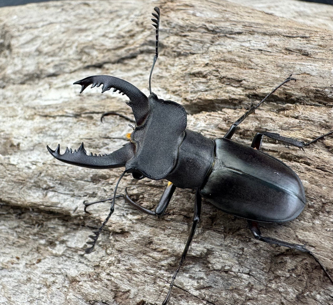 【WD】《クラッペリッヒミヤマ 37.5mm ペア》