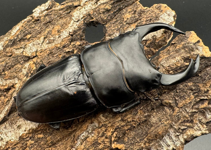 《オオクワガタ TT川西血統 82mm ペア》ヒート氏ブリード個体