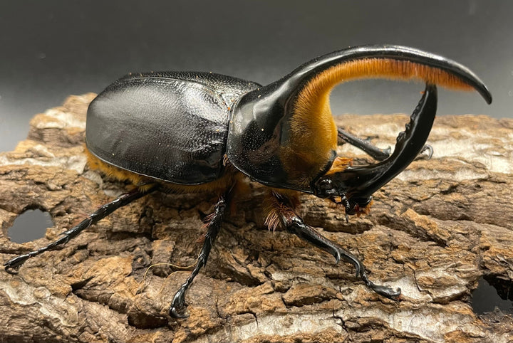 即ブリ《サタンオオカブト 98mm ペア》