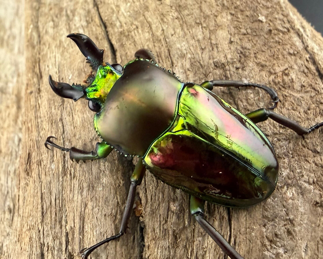 《ニジイロクワガタ 33mm ♂♀♀トリオ》