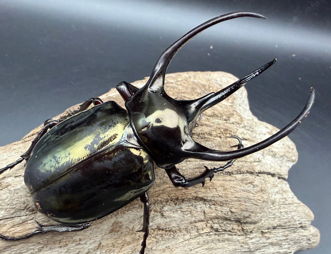 【WD】《ミンダナオアトラスオオカブト マラグサン産 92mm ペア》