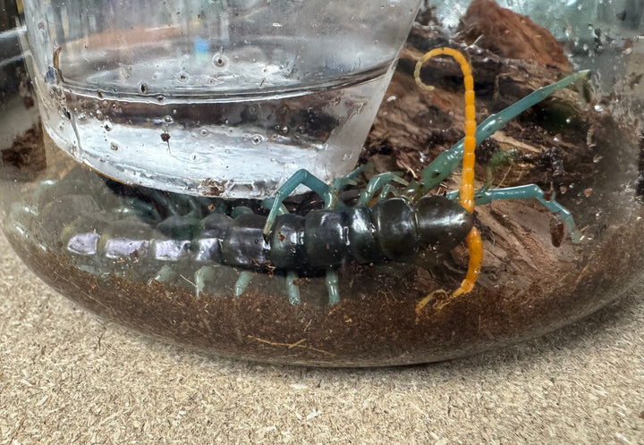 【WC】《ルソンブルーレッグセンチピード ローランド 特大アダルト》