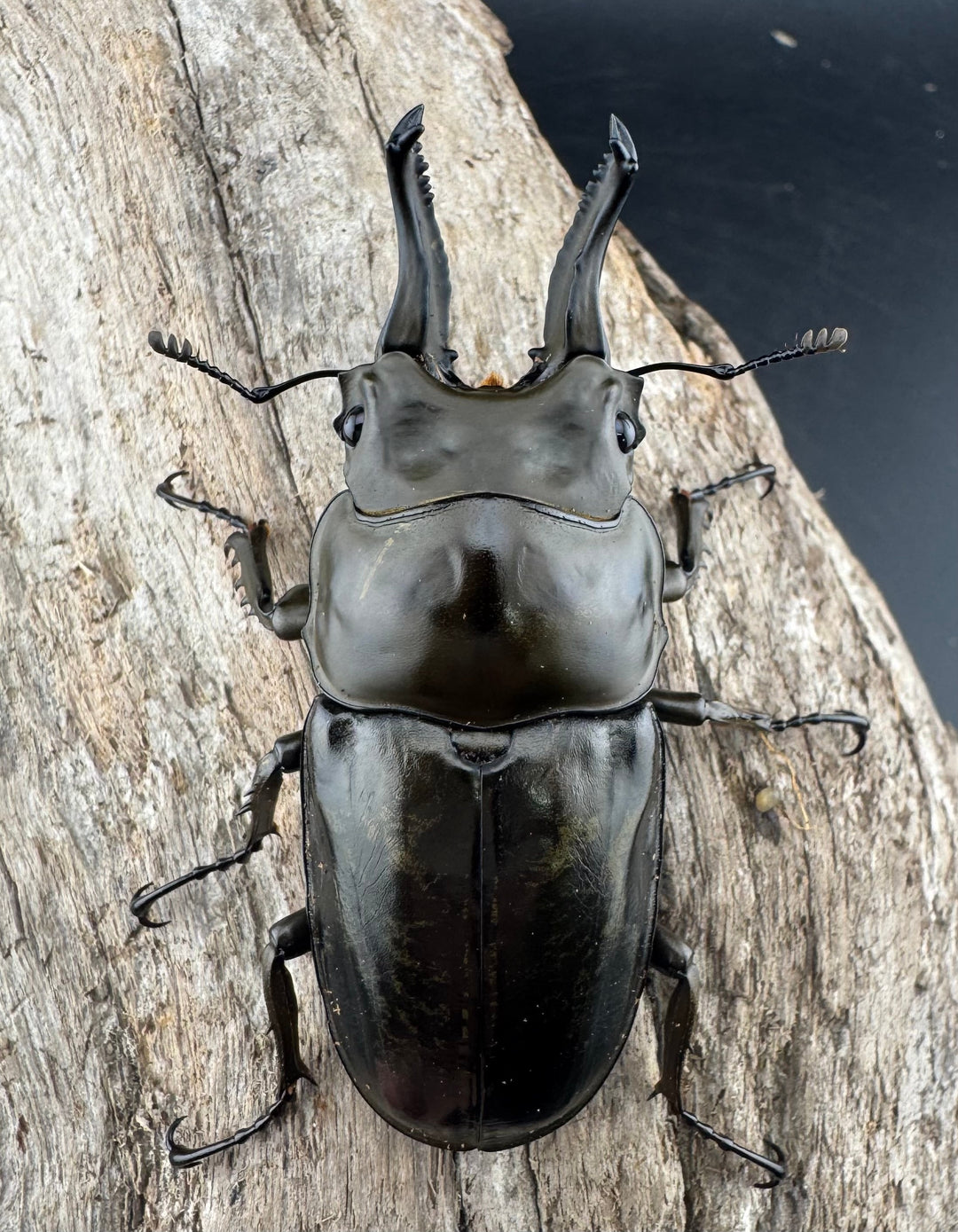 【F0】《ローゼンベルグオウゴンオニクワガタ 67mm ペア》