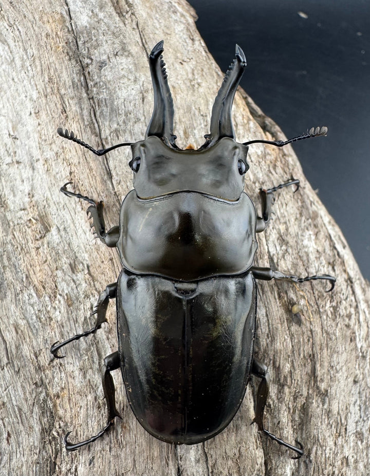 【F0】《ローゼンベルグオウゴンオニクワガタ 67mm ペア》