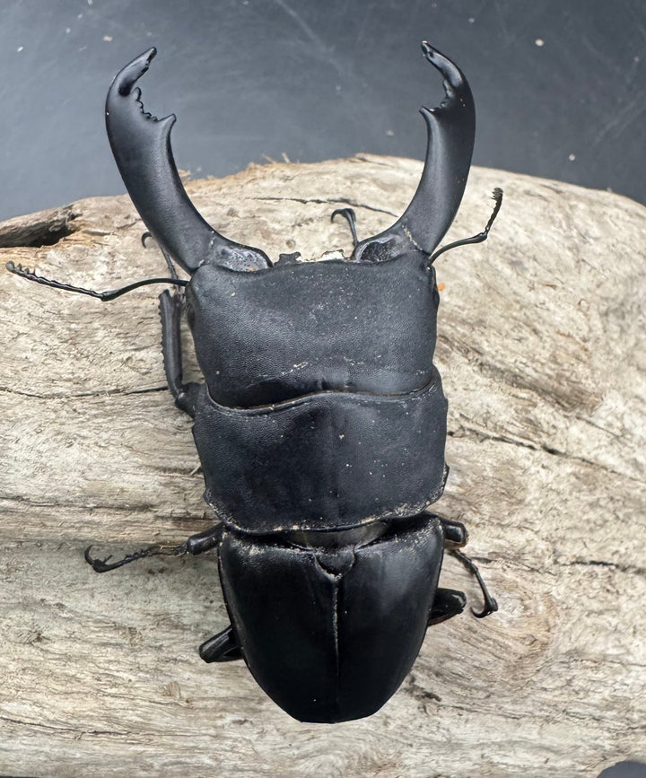 【WD】《西ペレンヒラタ（スラウェシオオヒラタ） 88.5mm ペア