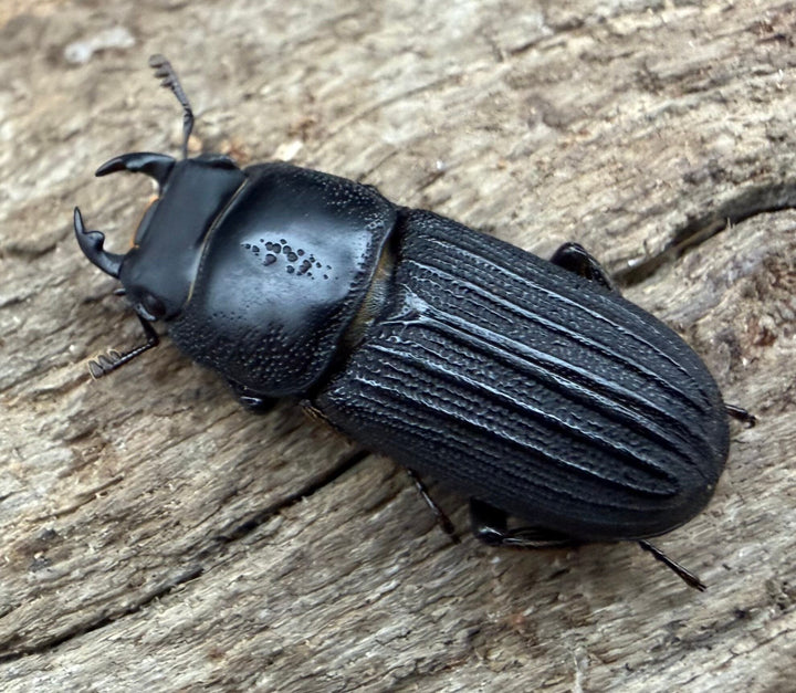 【WD】《ドルクスミント 19.5mm ペア》