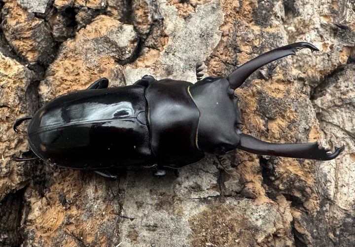 【WF1】《ビシグナートゥスコクワ APDV産 38mm ペア》Moro氏ブリード個体