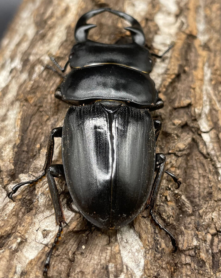 【WD】《パラワンパリーオオクワ 60mmUP ペア》