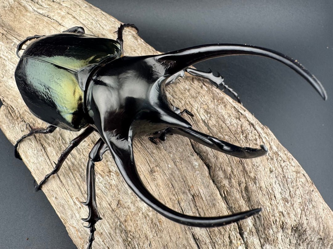 【WD】《ジャワコーカサスオオカブト 113.5mm ペア》