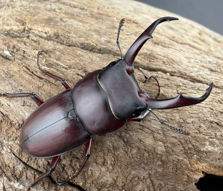 《ミシマコクワガタ 硫黄島産 43.5mm ♂♀♀トリオ》