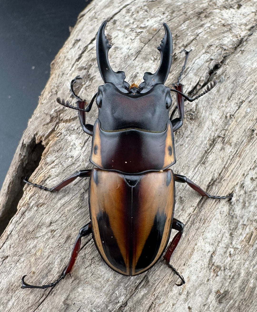 【WD】《ファブリースノコギリ原名亜種 49.5mm A'品ペア》