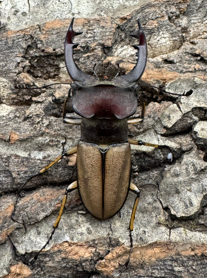 【WD】《デラバイミヤマ 49mm A'品ペア》