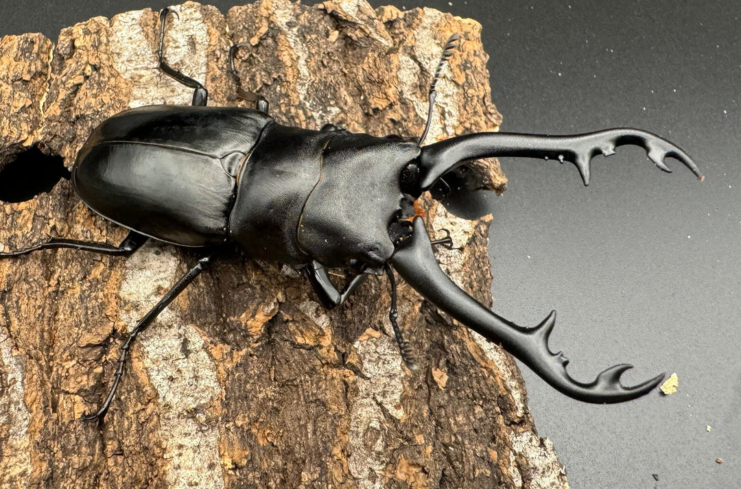 【WD】《ギラファノコギリ亜種ボロブドゥール 90mm ペア》