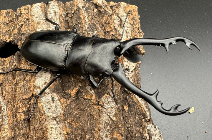 【WD】《ギラファノコギリ亜種ボロブドゥール 90mm ペア》