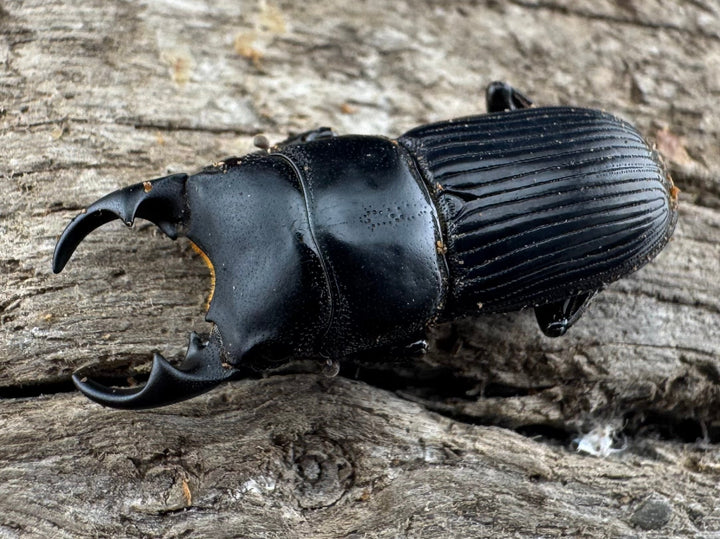 【WD】《ラエビコリスネブトクワガタ 21mm ペア》