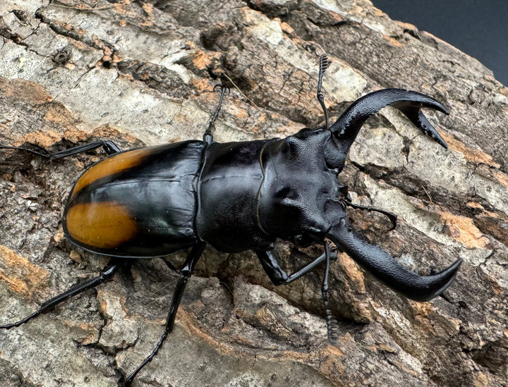 【WD】《セアカフタマタ（パリーフタマタ） 73mm ペア》