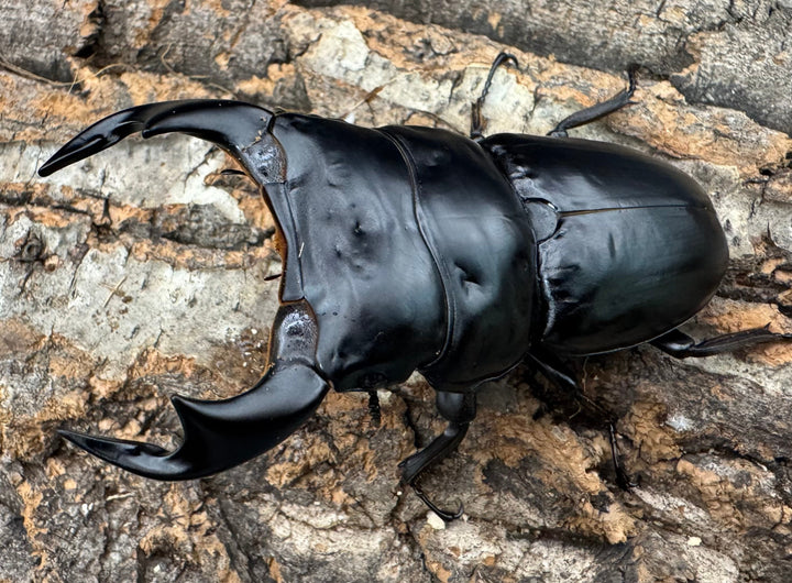 《インドアンタエウス サディア産 81mm ペア》